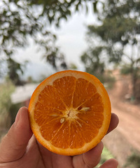 �Լ���ֲԭ��̬�ָ�