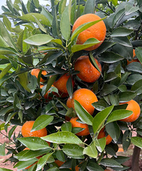 �Լ���ֲԭ��̬�ָ�