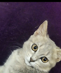 2������è�䣬����