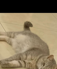 2������è�䣬����