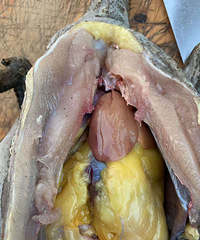 ���������������ۣ��͵������⸶�