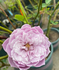 �Լ������¼������ۣ����̻���