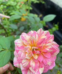 �����Լ���ֲ���¼������̻���