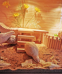 ���Ｆ�޶�ת��