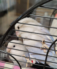 �ɰ�ĵ�������Ҽҳ�