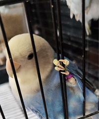 �ɰ�ĵ�������Ҽҳ�