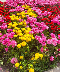 ������ѧ���ж���ָ��ת��