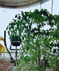 ˦���¸µ���Բ��