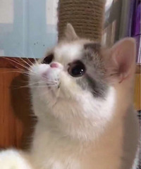 �������ۼӷ�è�����в�ʺ��