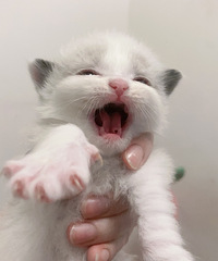 布偶猫找重庆本地家长啦