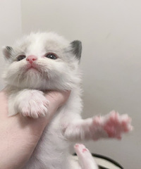 布偶猫找重庆本地家长啦