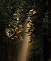 ����������ͨ����