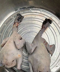 �Լ�ɢ�����������������ڼ���