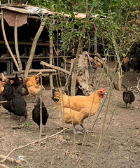 �Լ�ɢ�����������������ڼ���