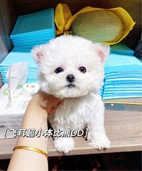 ��С��ɶ�����