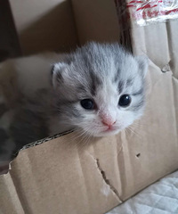 可爱哒拖地矮猫猫寻有缘人