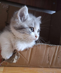 可爱哒拖地矮猫猫寻有缘人