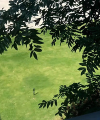 ʯ��ǧҰ�ݳ����