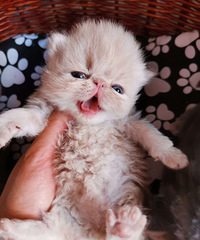 �ӷ�èС������û������ϲ��