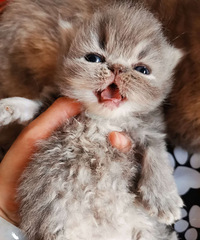 �ӷ�èС������û������ϲ��