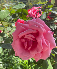 �������ο�