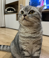 猫窝