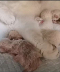 ��¼һ�¡�4.19��������˳������9ֻ���㳤ëѪС�ɰ�.