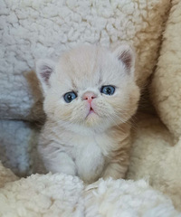 �ӷ�è����ı���������