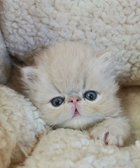 加菲猫肉肉的宝宝二号乳色弟弟招铲屎官