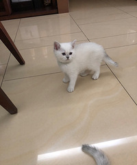 两只银点妹妹出售