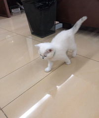 两只银点妹妹出售