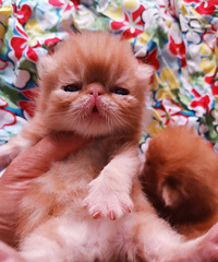 加菲猫宝宝招铲屎官啦