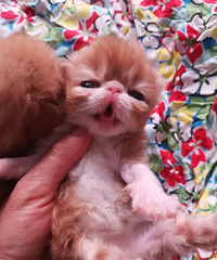 加菲猫宝宝招铲屎官啦