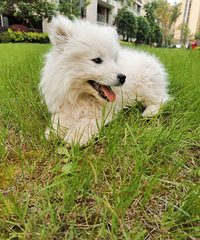家养萨摩耶幼犬,待售