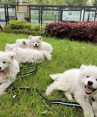 家养萨摩耶幼犬,待售