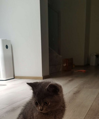 ����Ҫ��è����