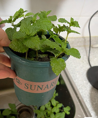 �����㱡�������������ֲ