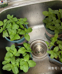 �����㱡�������������ֲ