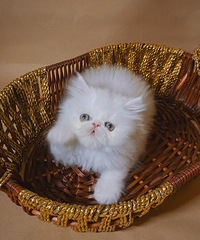 给家里的加菲猫找个新家