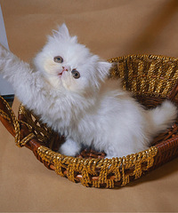 给家里的加菲猫找个新家