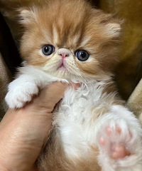 ��û������ϲ��