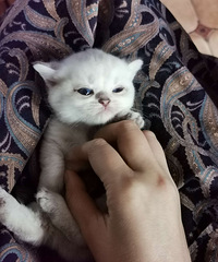 矮脚金点找可爱主人