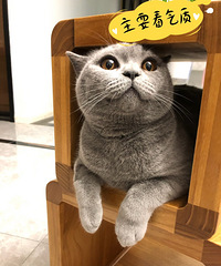 �Լ�������è�޳�����