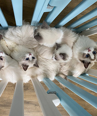 ��żè���¼�