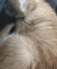 ��è����