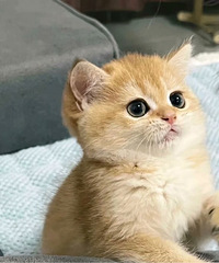 金渐层小猫找家长