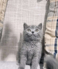 ��è�ܵ��Ҽҳ�