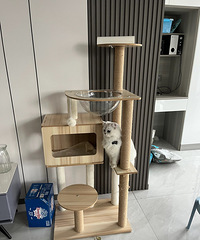 ����ֵè����