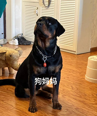给小小罗找新家