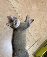 Сè�������山�𽥲�Ͱ���������è��Ѫ